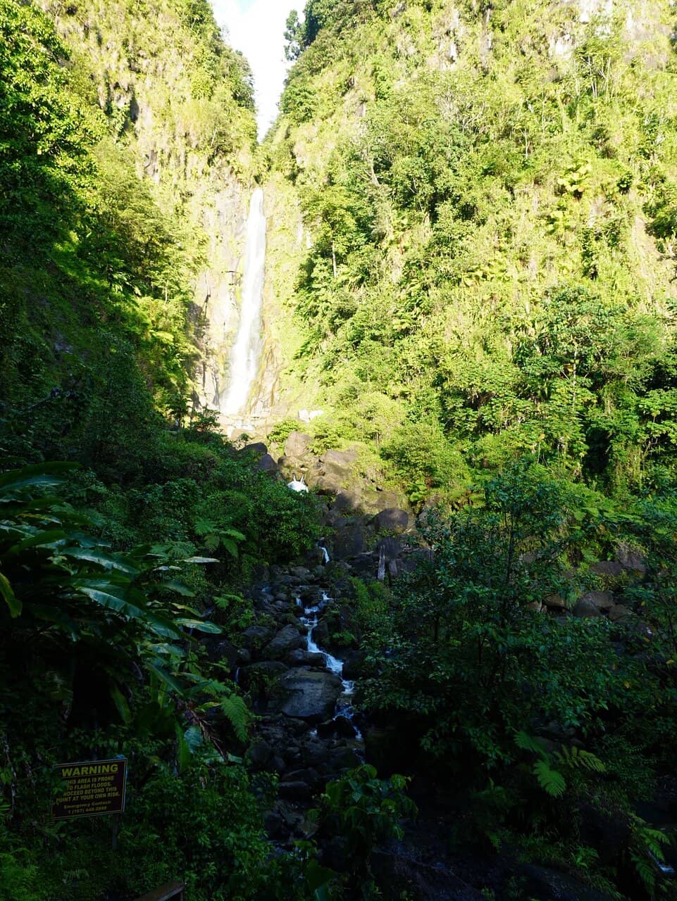 Rainforest Trek
