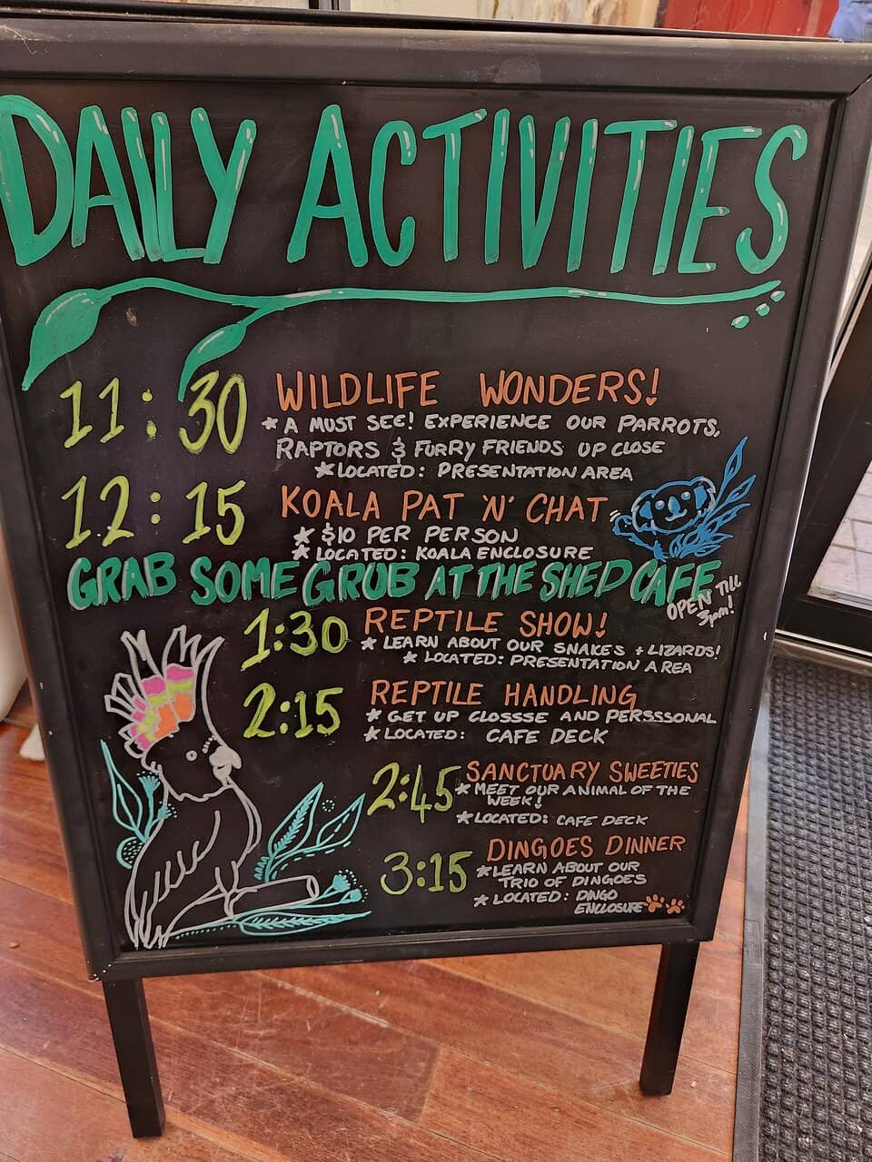 Koala Encounters