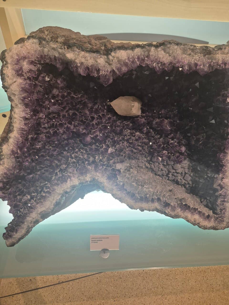 Outdoor Plant Identification