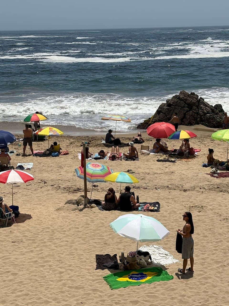 Seal Colony Spectacle