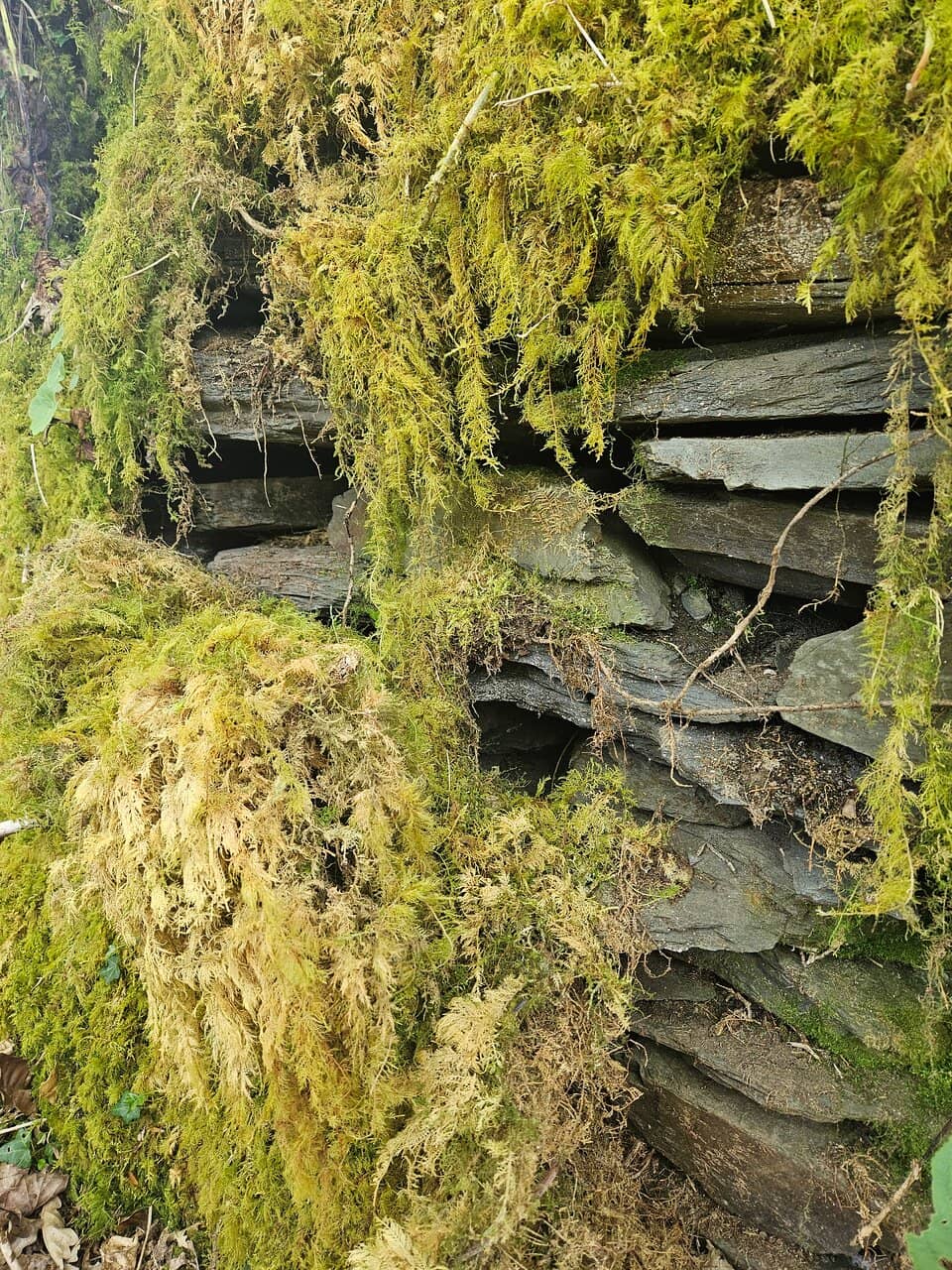 River Plym Trails