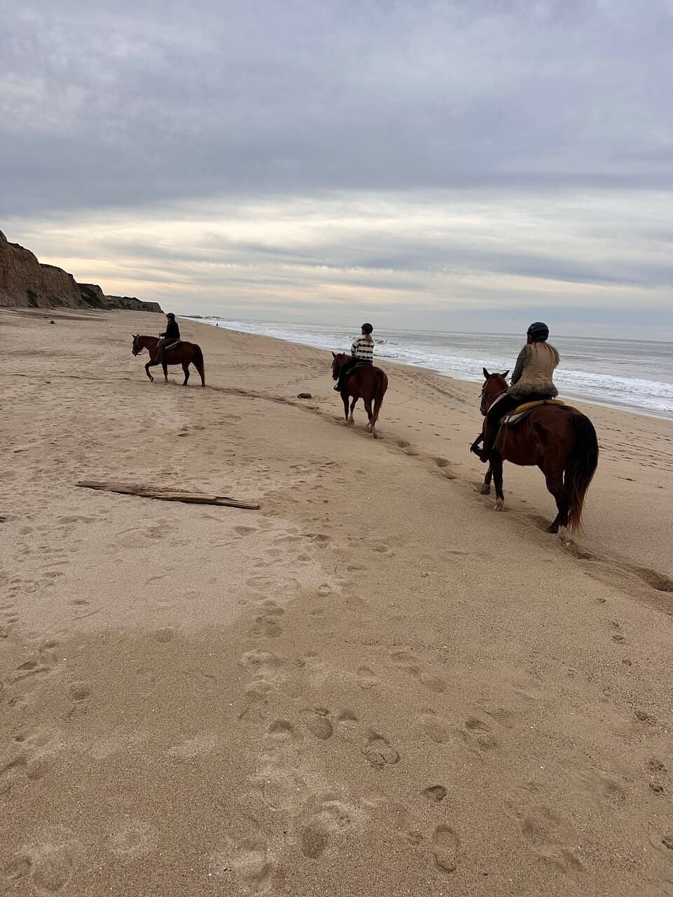 Gentle & Well-Trained Horses