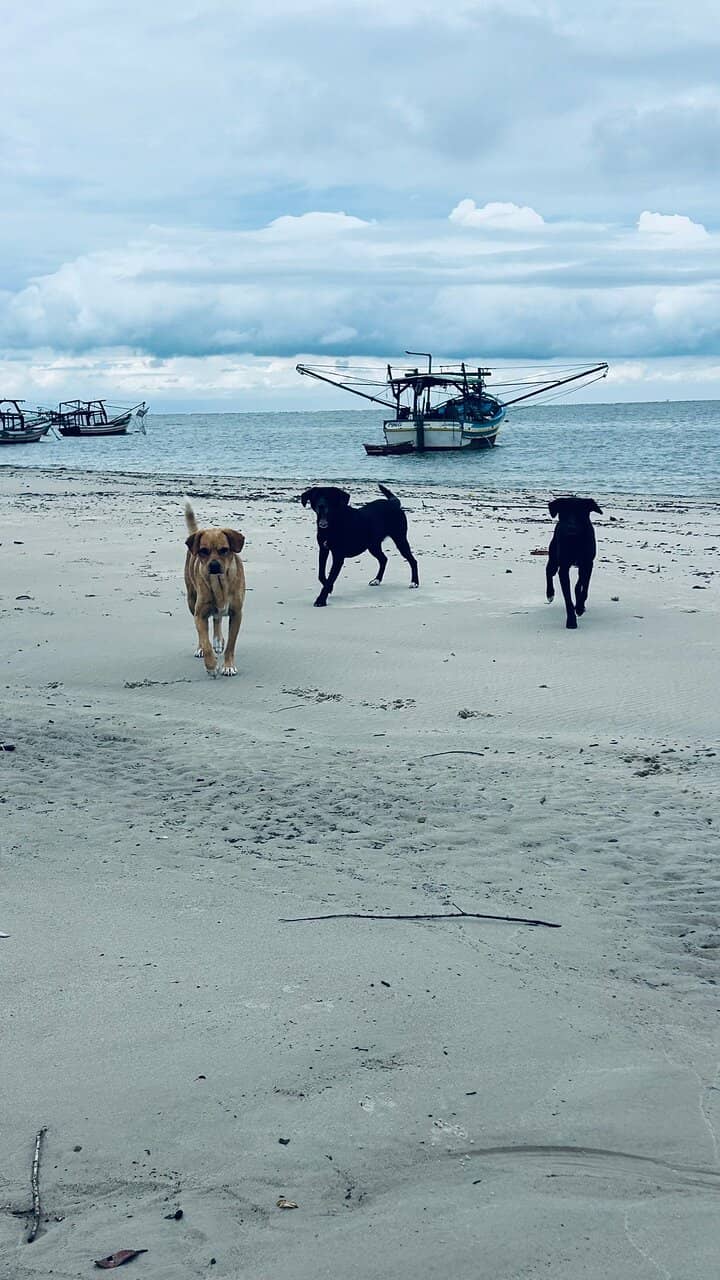 Praia Deserta