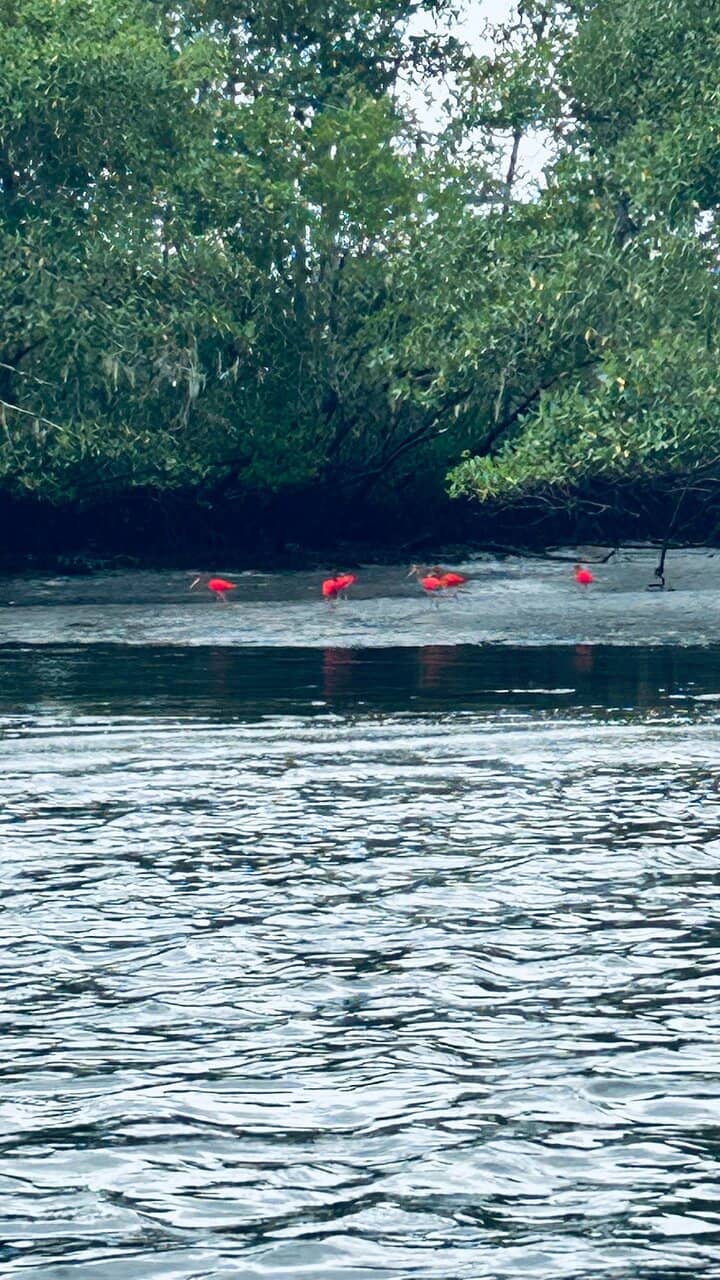 Wildlife Spotting