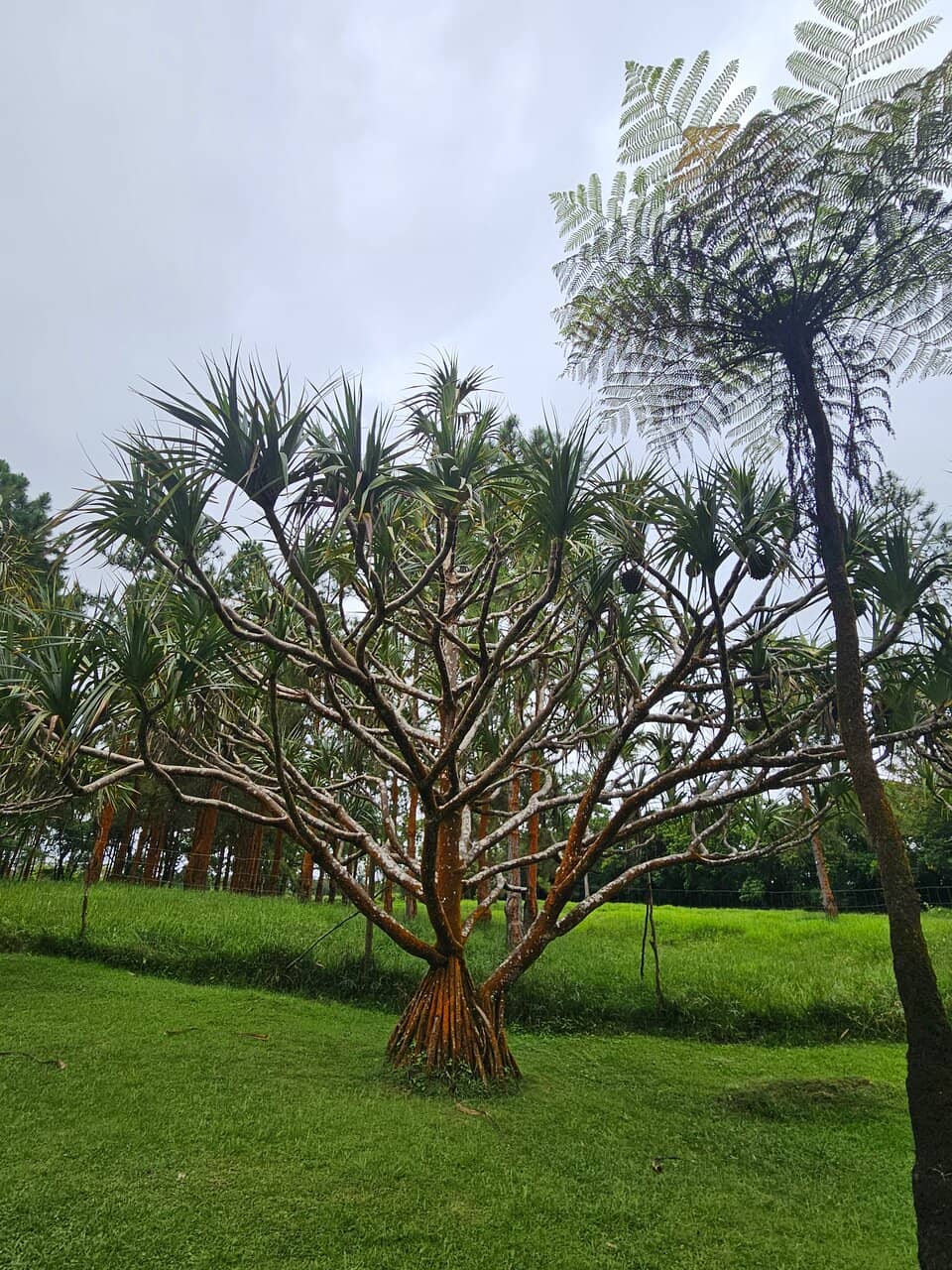 Tea Museum
