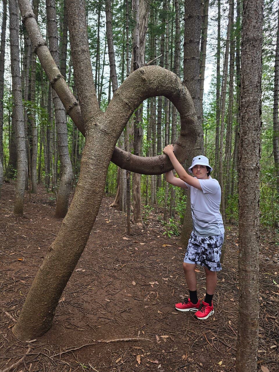 Rainbow Eucalyptus Grove