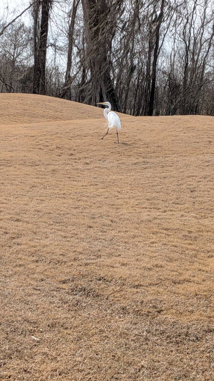 Pete Dye's Wetland Design