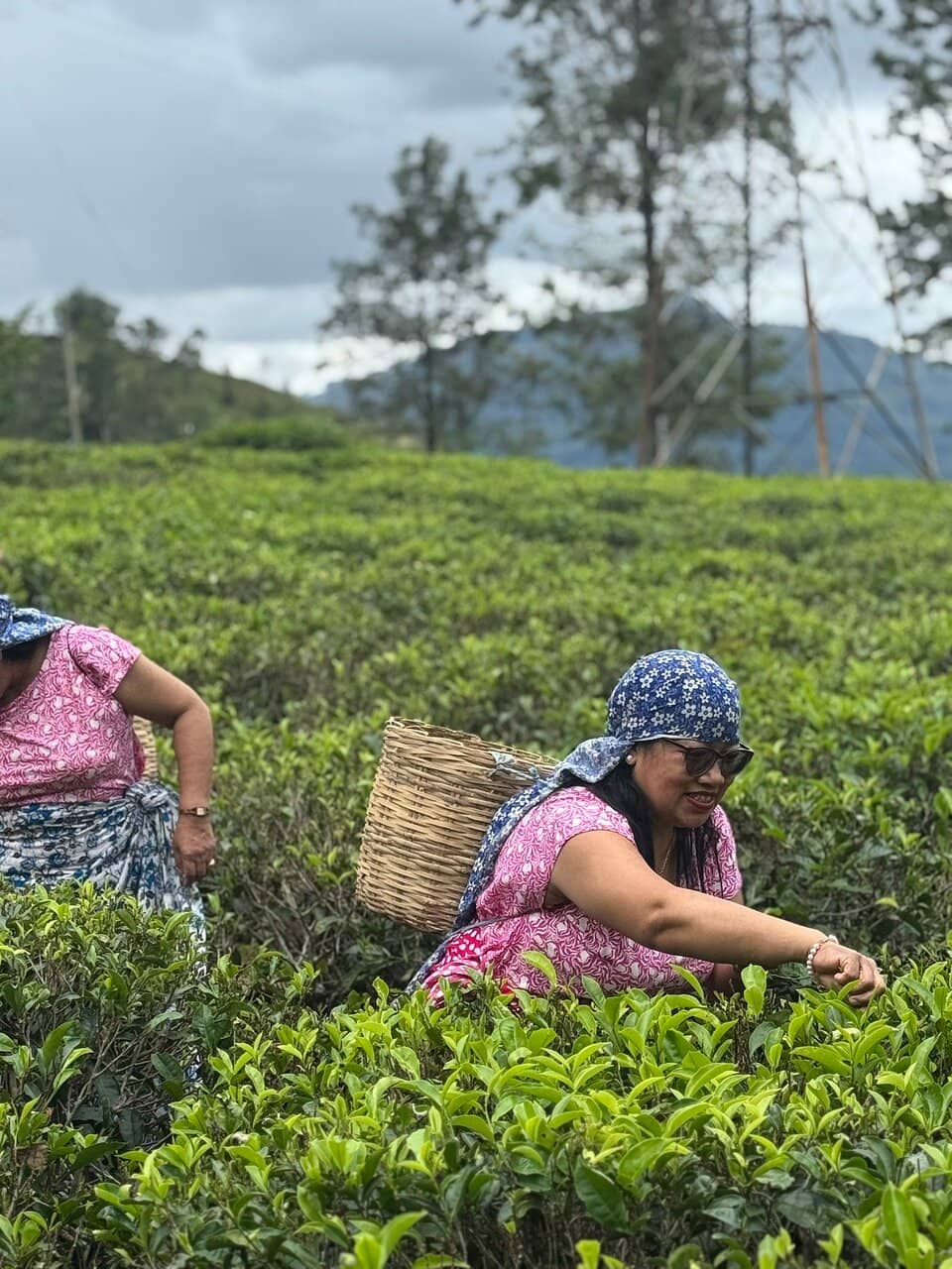 Tea Tasting Sessions