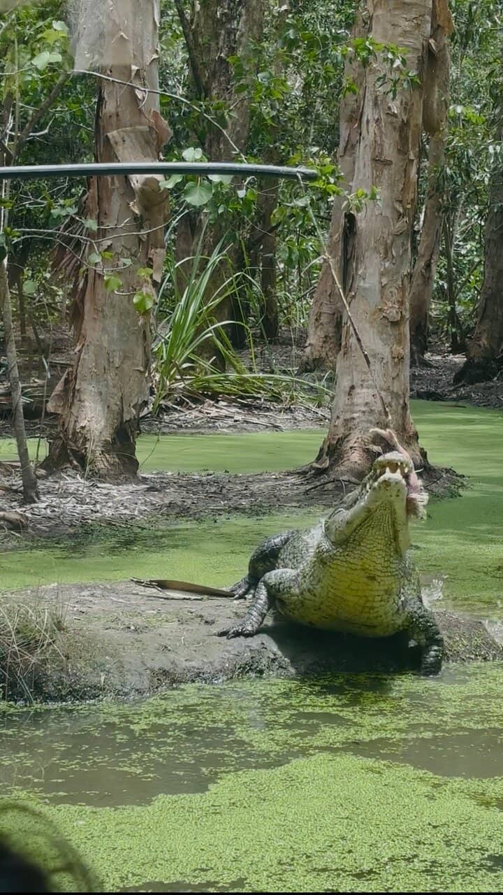 Reptile Encounters