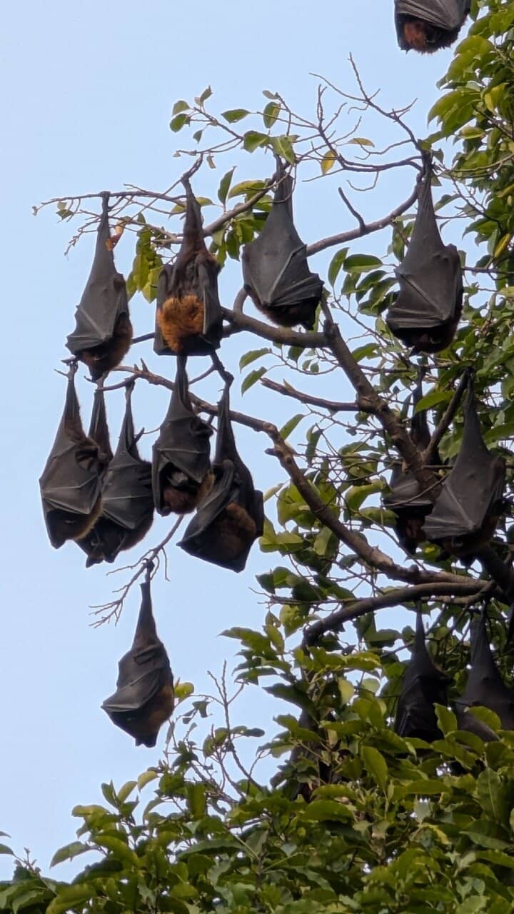 Royal Retreat Ambiance