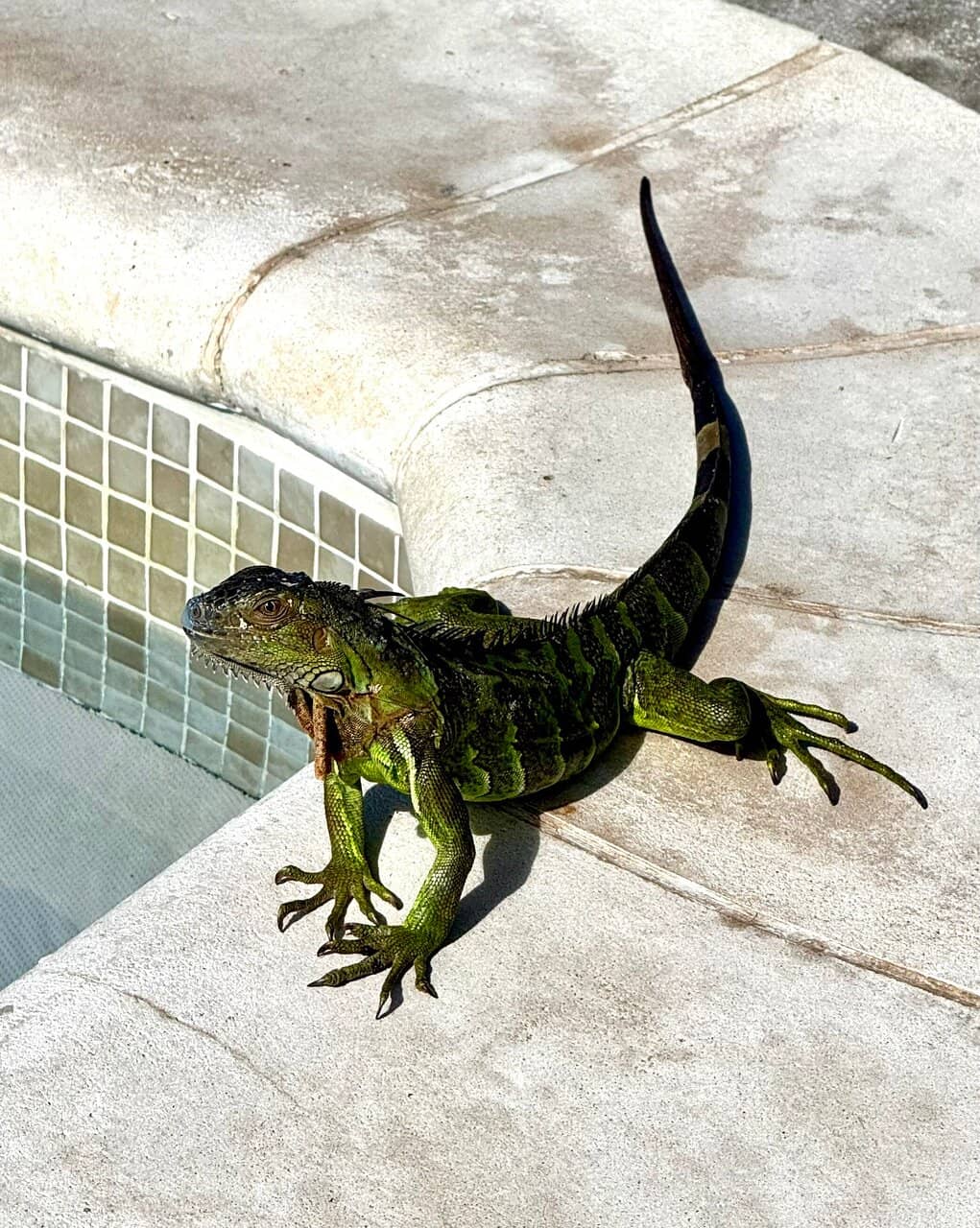 Clothing Optional Relaxation