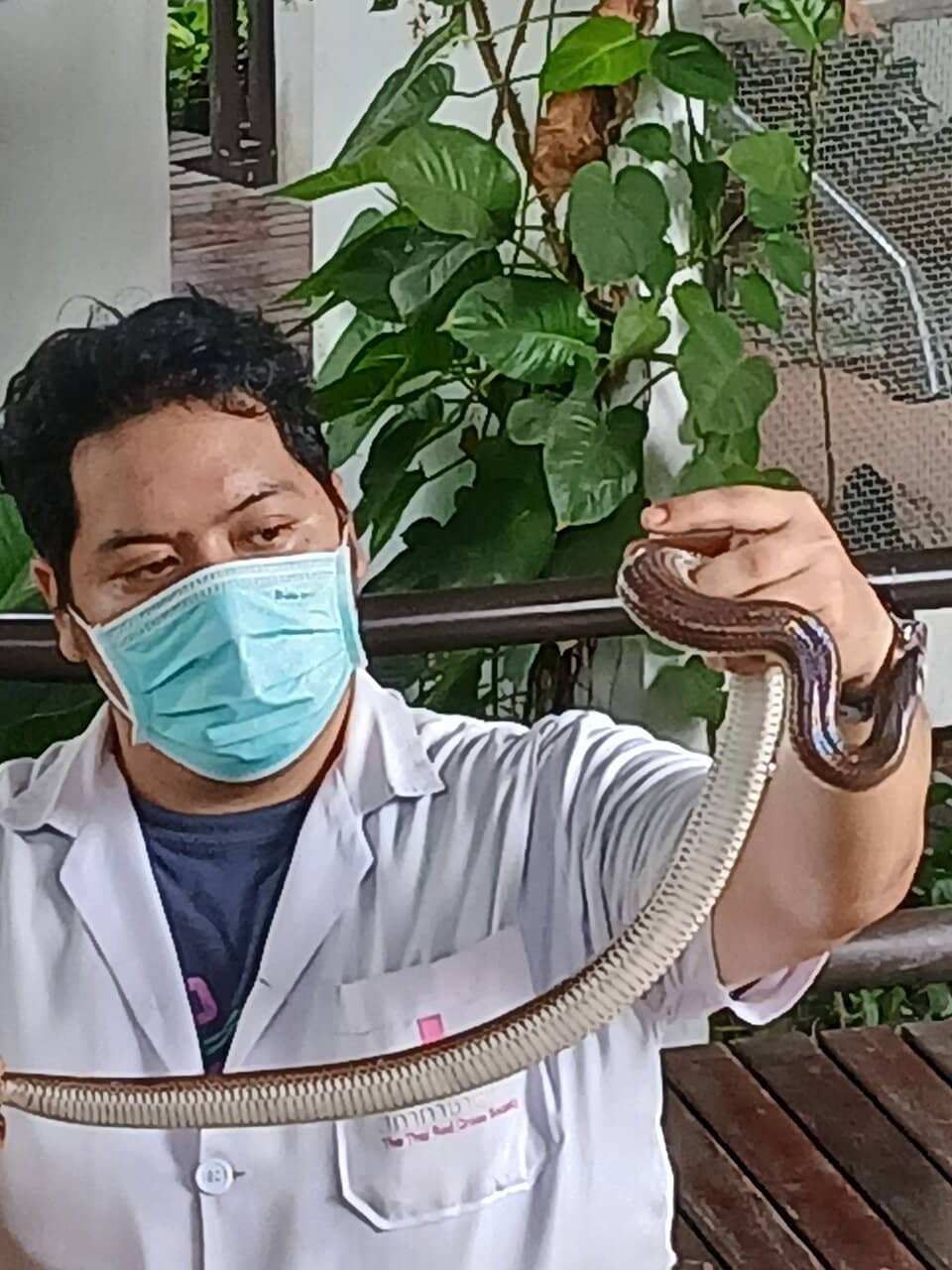 Venom Extraction Demonstration