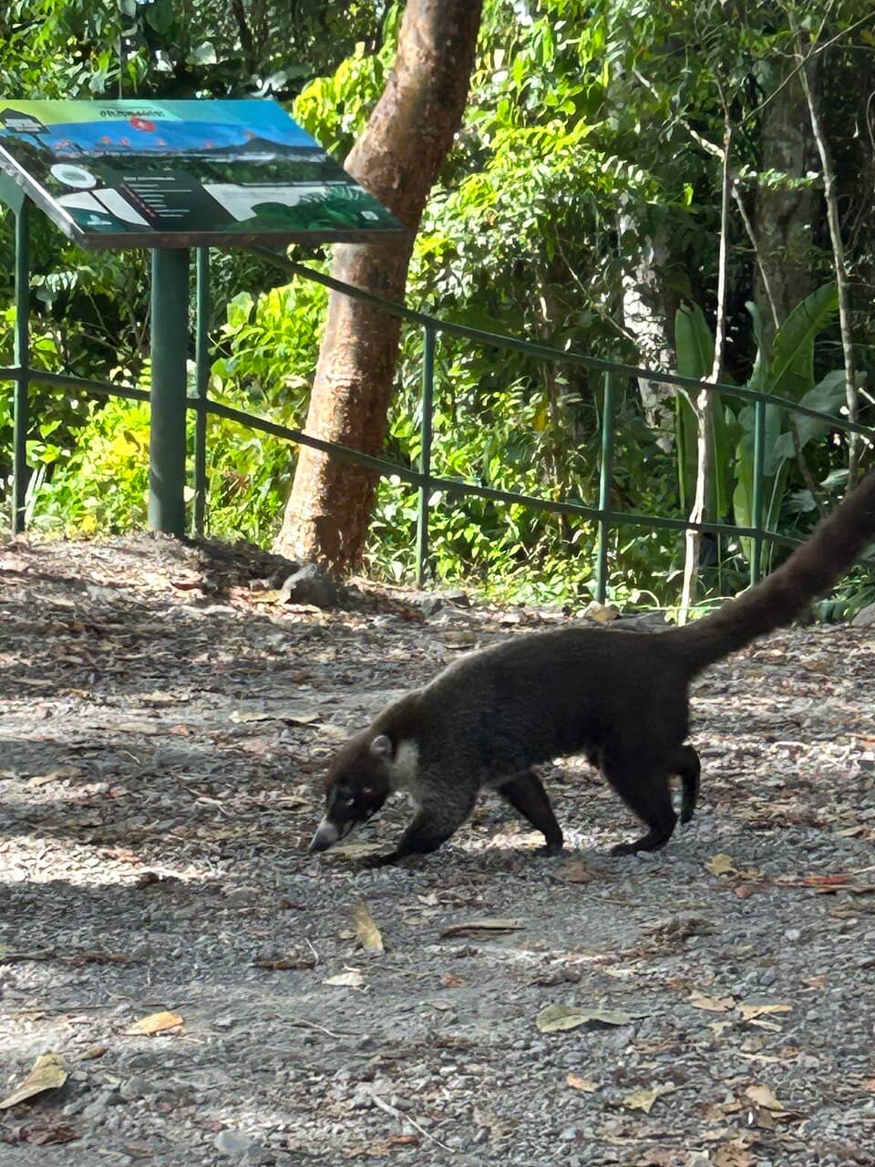 Wildlife Spotting