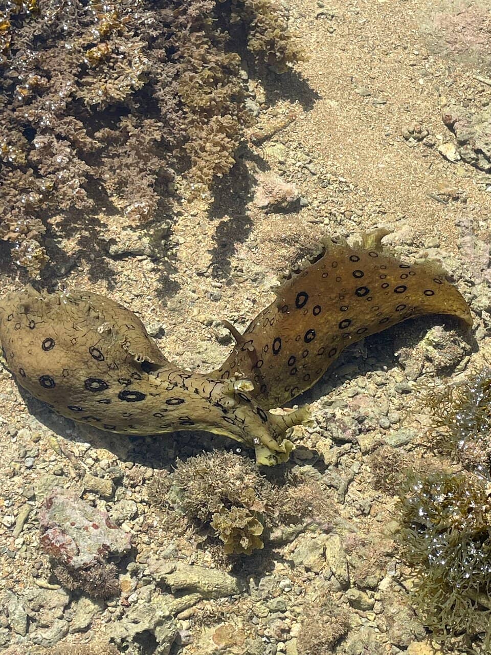 Indigenous Art Market