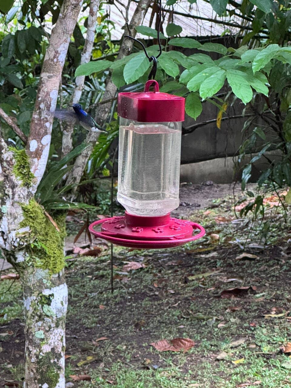 The Butterfly Enclosure