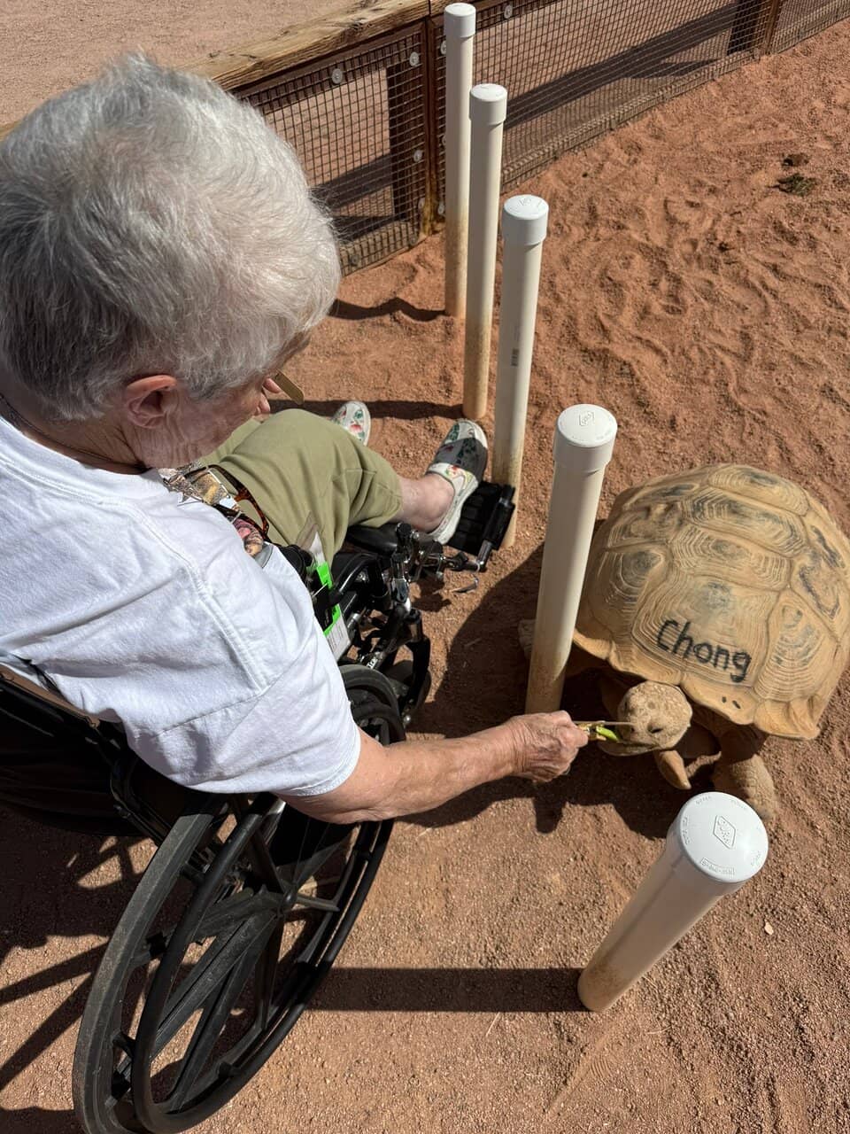 Miniature Donkey Encounters
