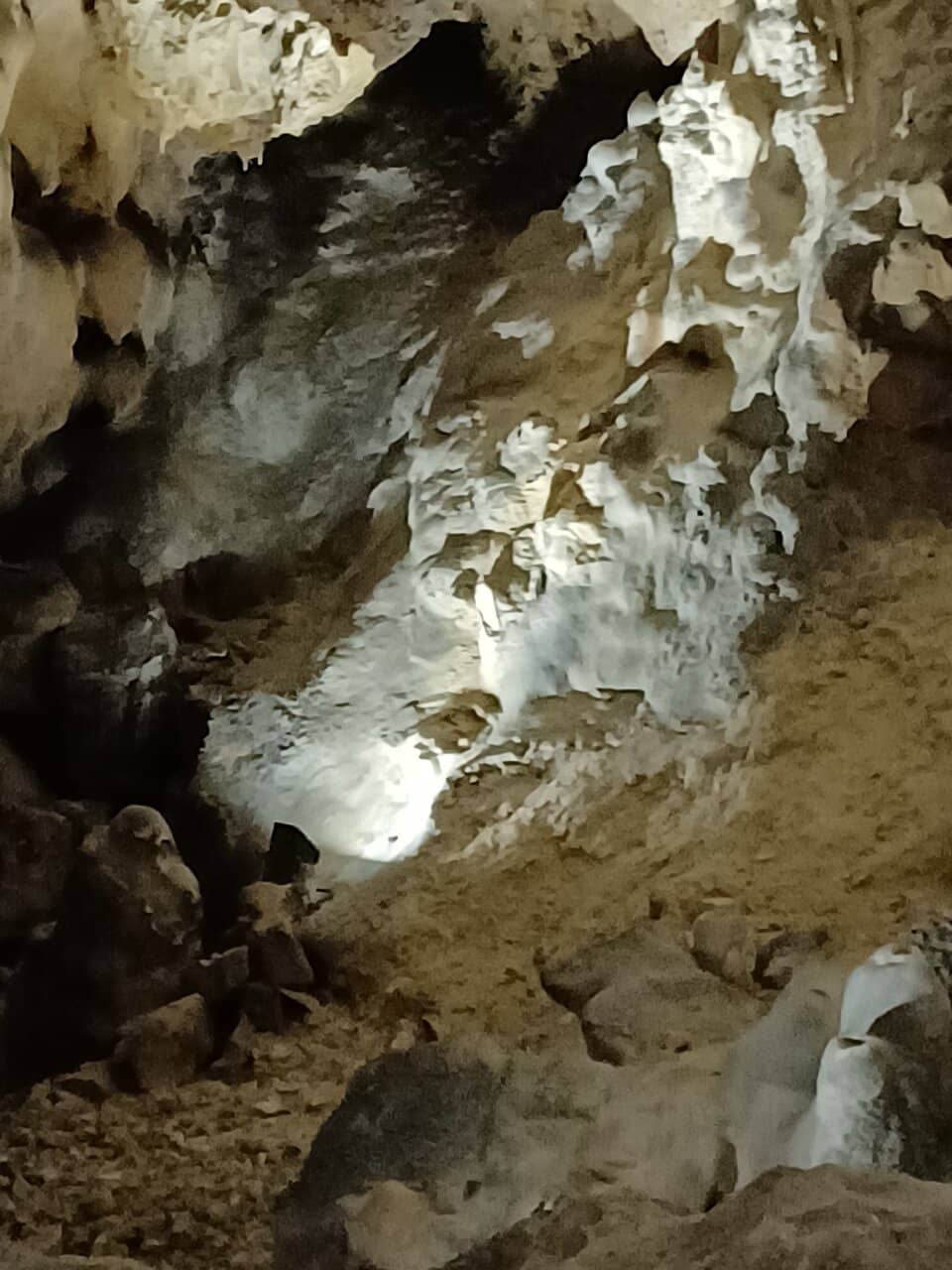 Fossilized Bat