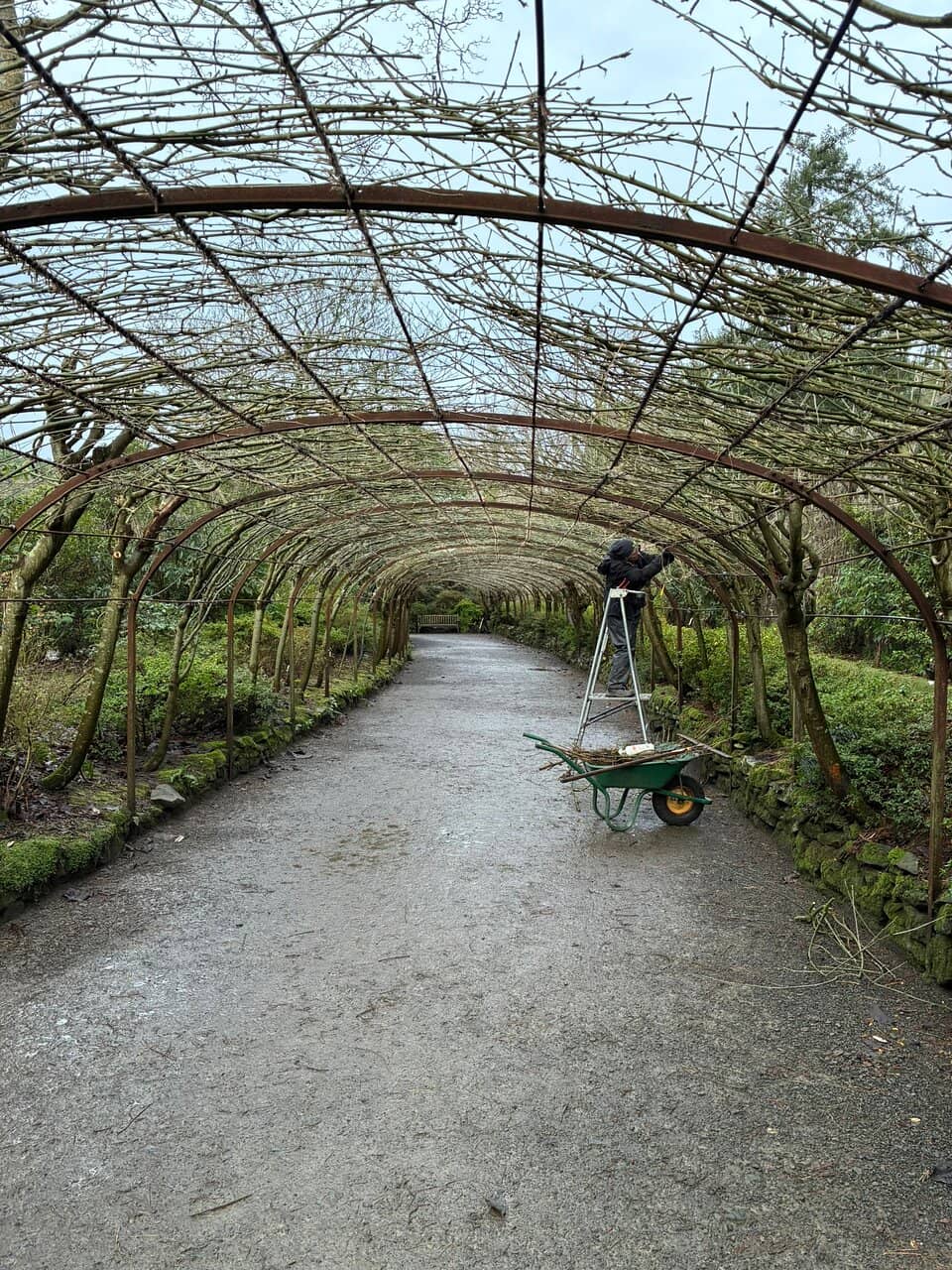 The Laburnum Arch