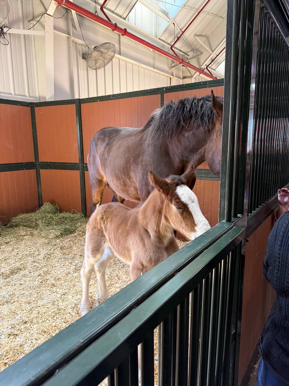 Behind the Reins Tour