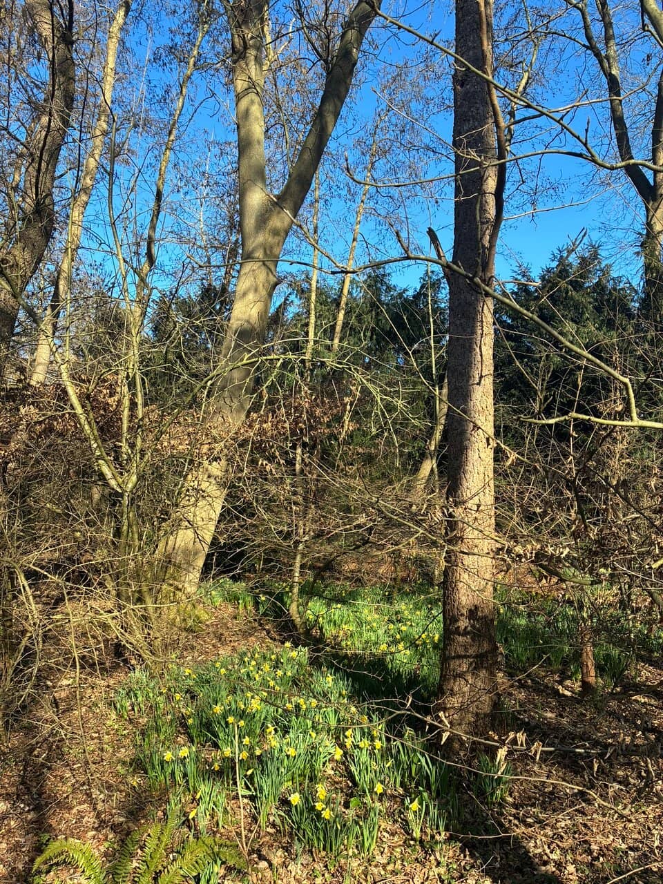 Diverse Vegetation