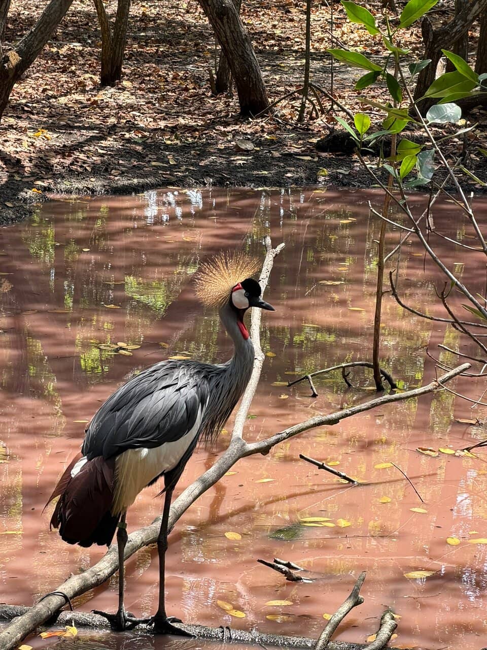 Iconic Macaws and Toucans