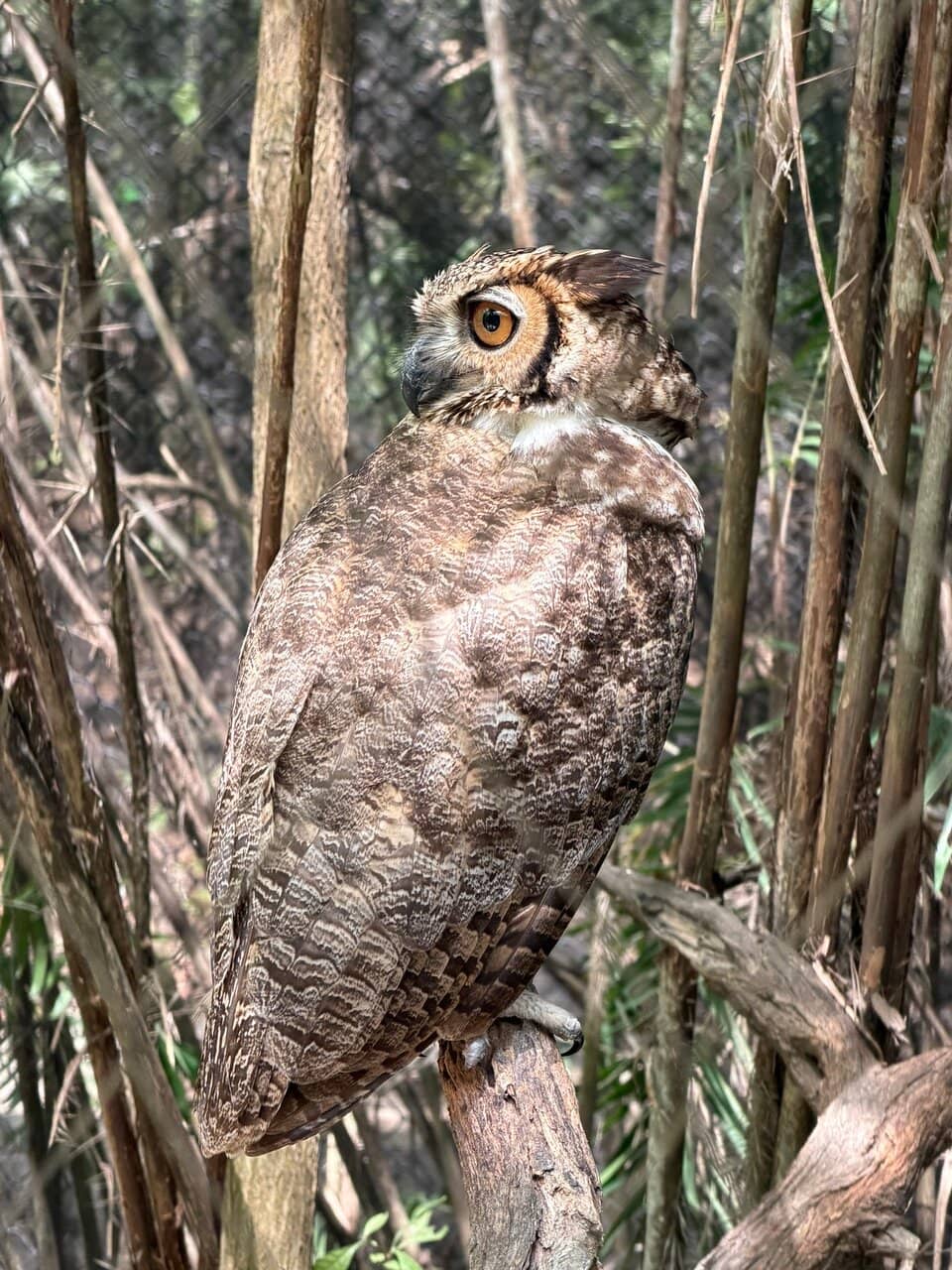 Free-Roaming Wonders