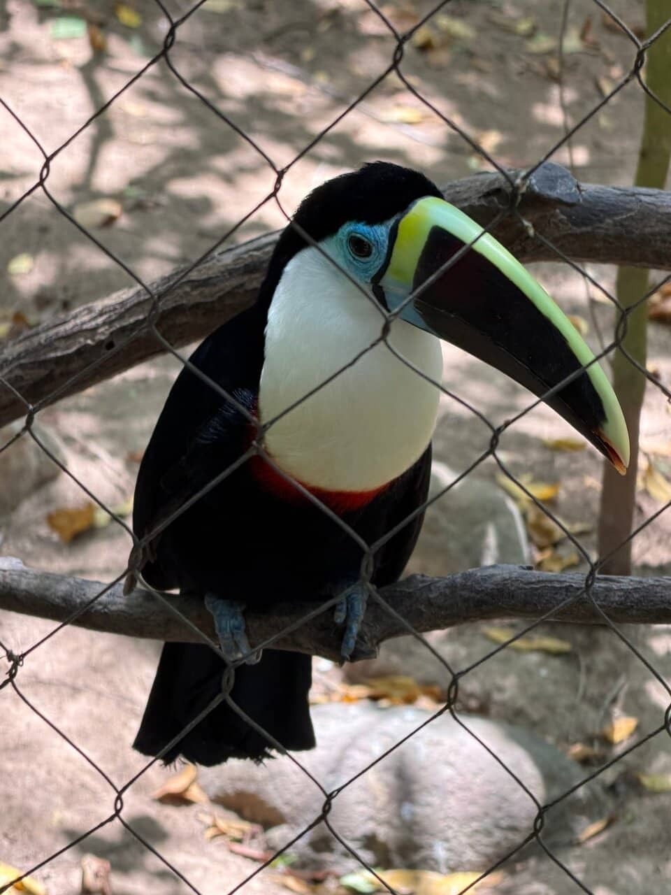 Daily Bird Exhibitions