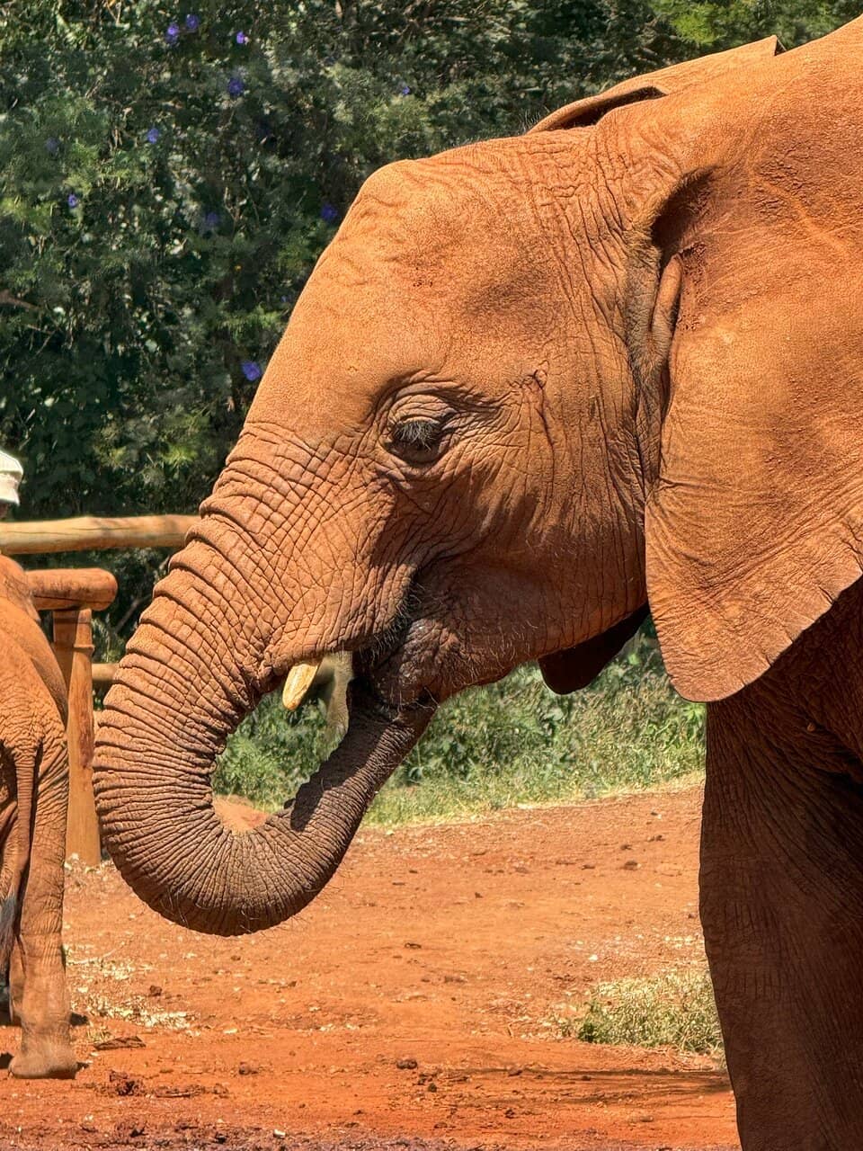 Rhino Sanctuary