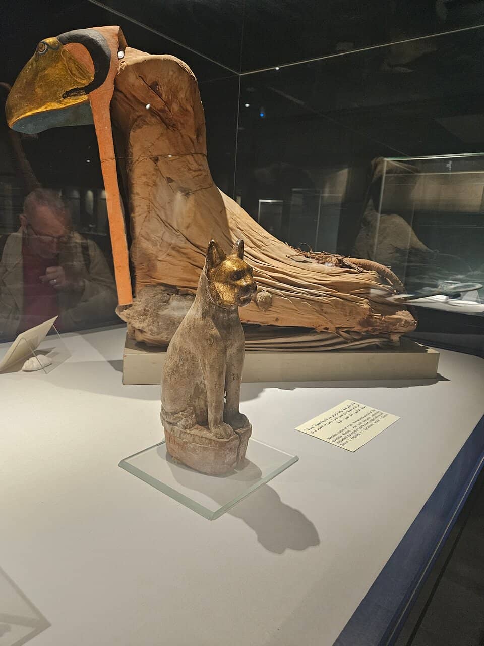 Mummified Cat