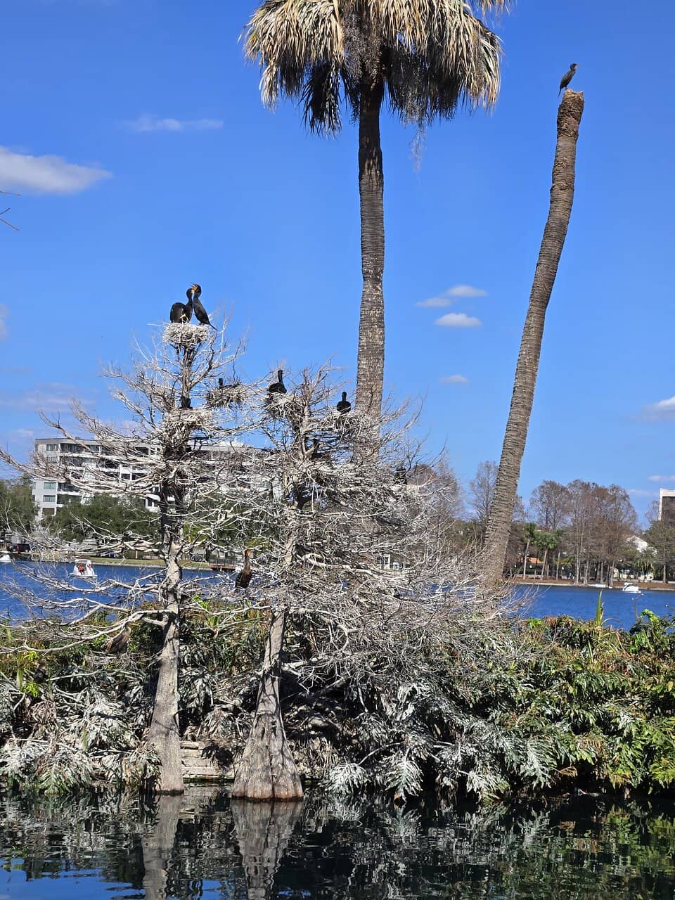 Iconic Swan Boats