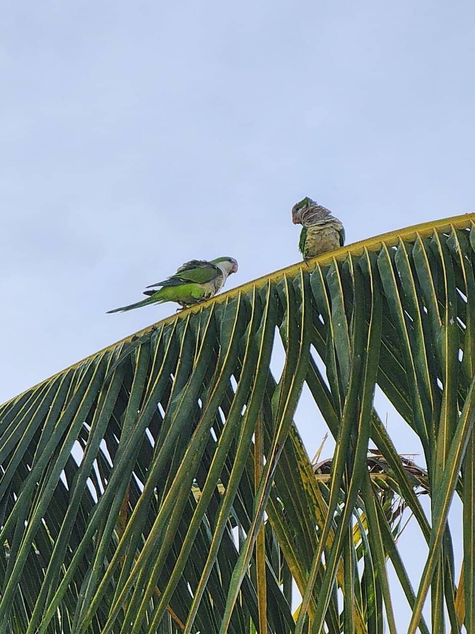 Wild Horses of Vieques