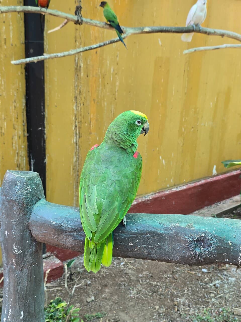 Diverse Animal Encounters