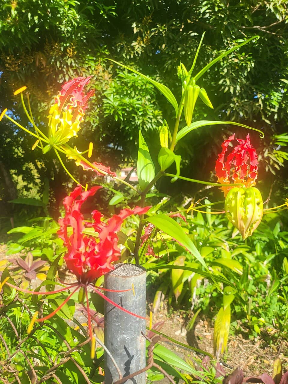 Vertical photo