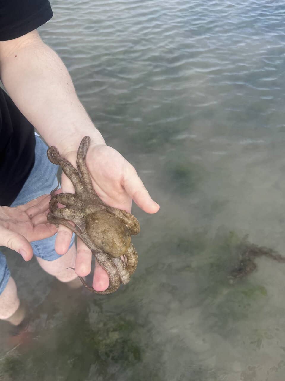 Diverse Marine Life Encounters