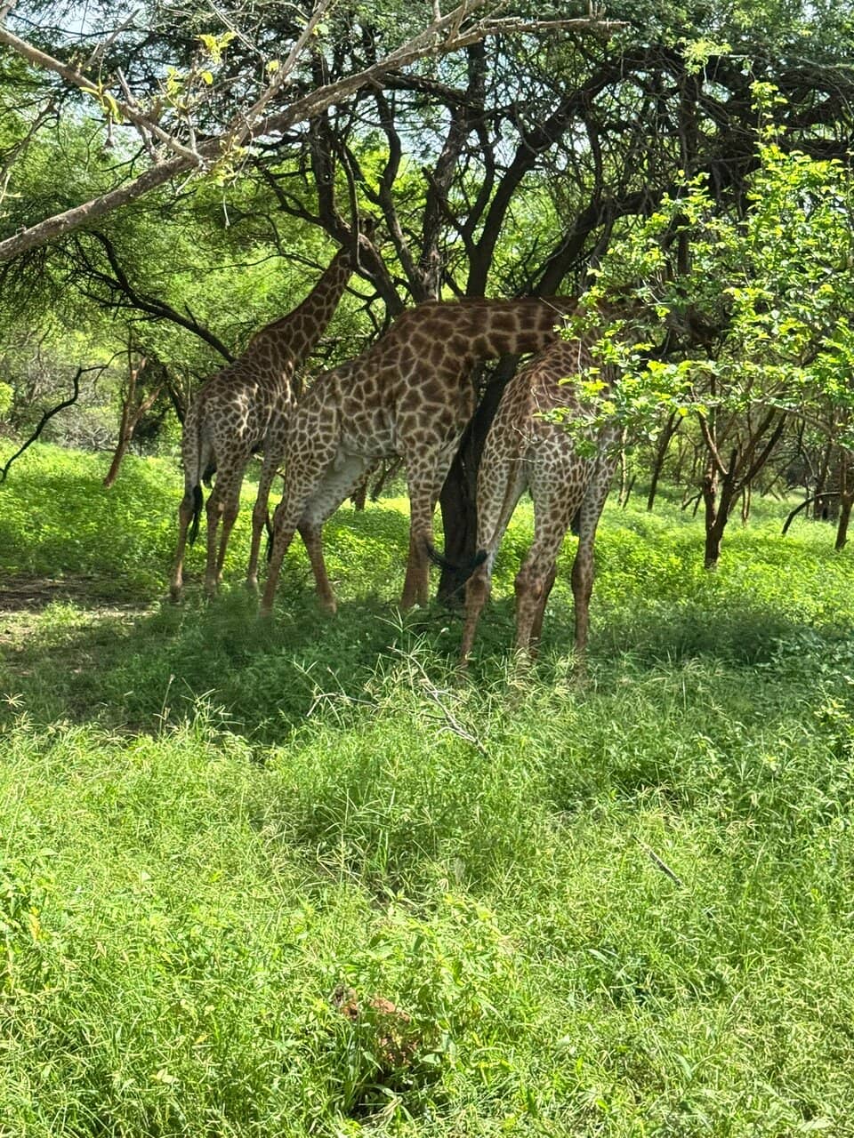 The Lion Reserve
