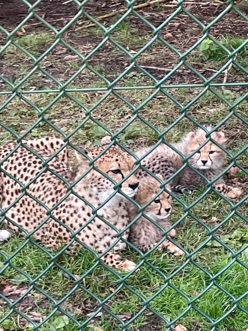 Conservation Champions