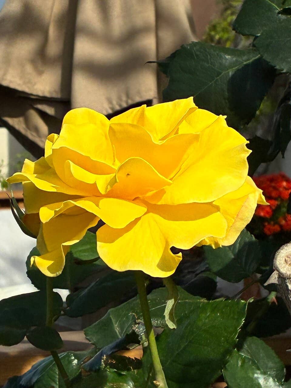 St. Mark's Square & Basilica