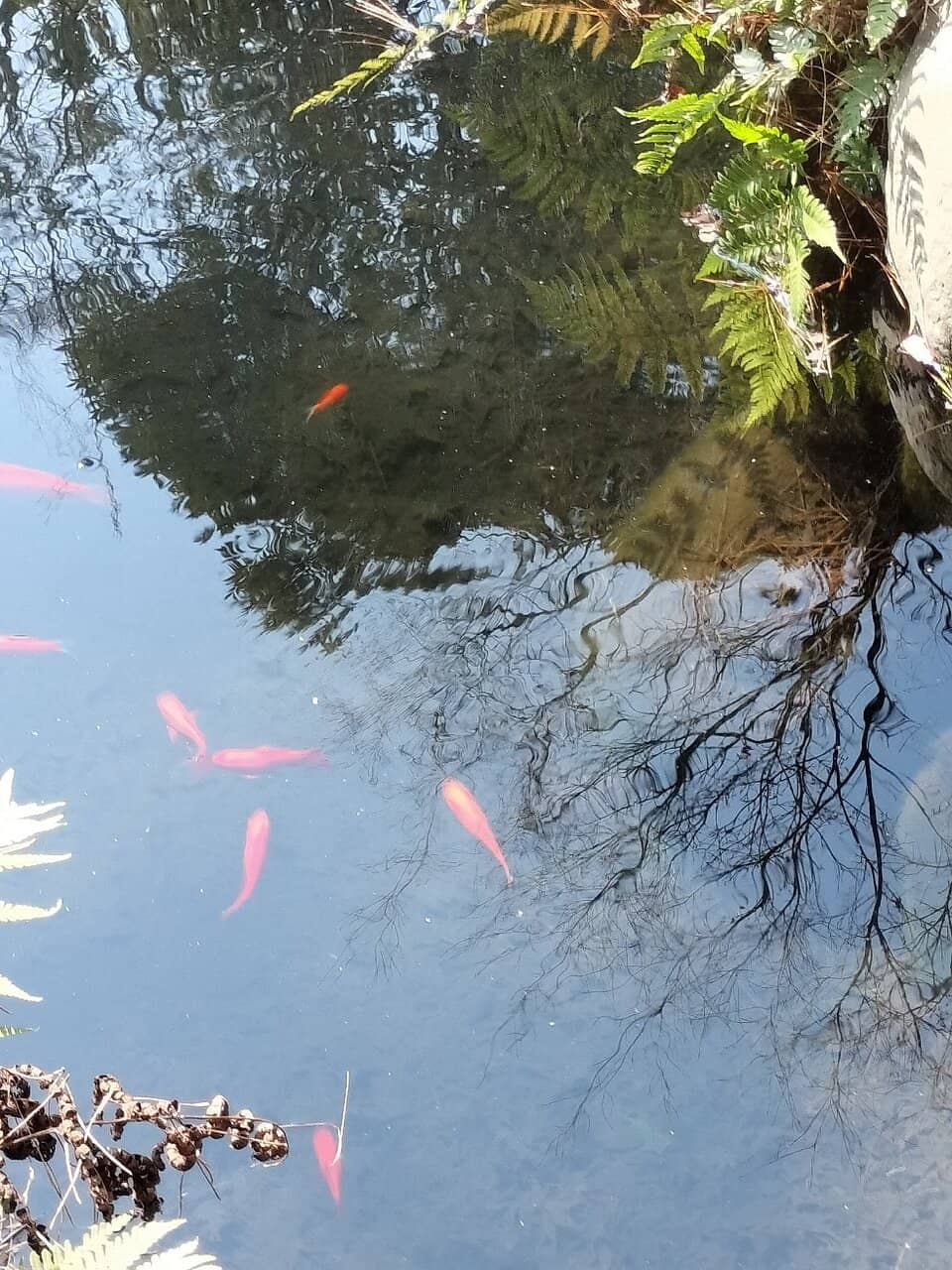 Shishi-odoshi (Deer Scarer)