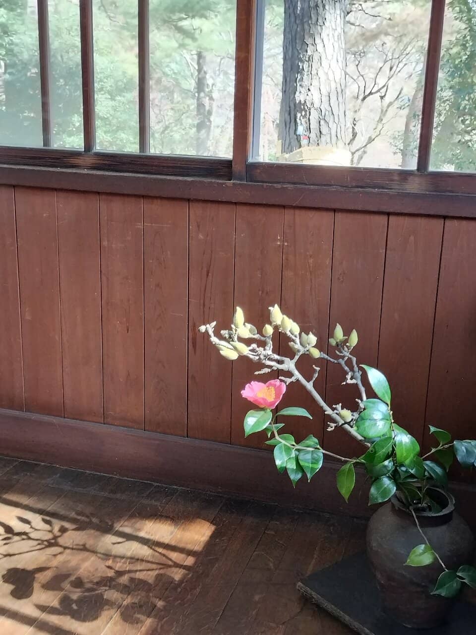 Tranquil Bamboo Grove