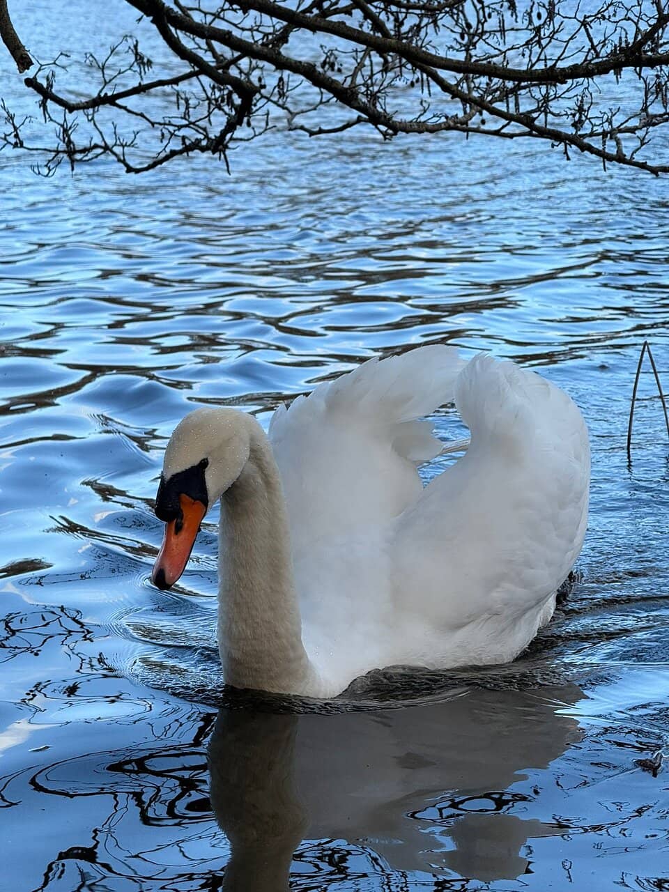 Virginia Water Lake Walk