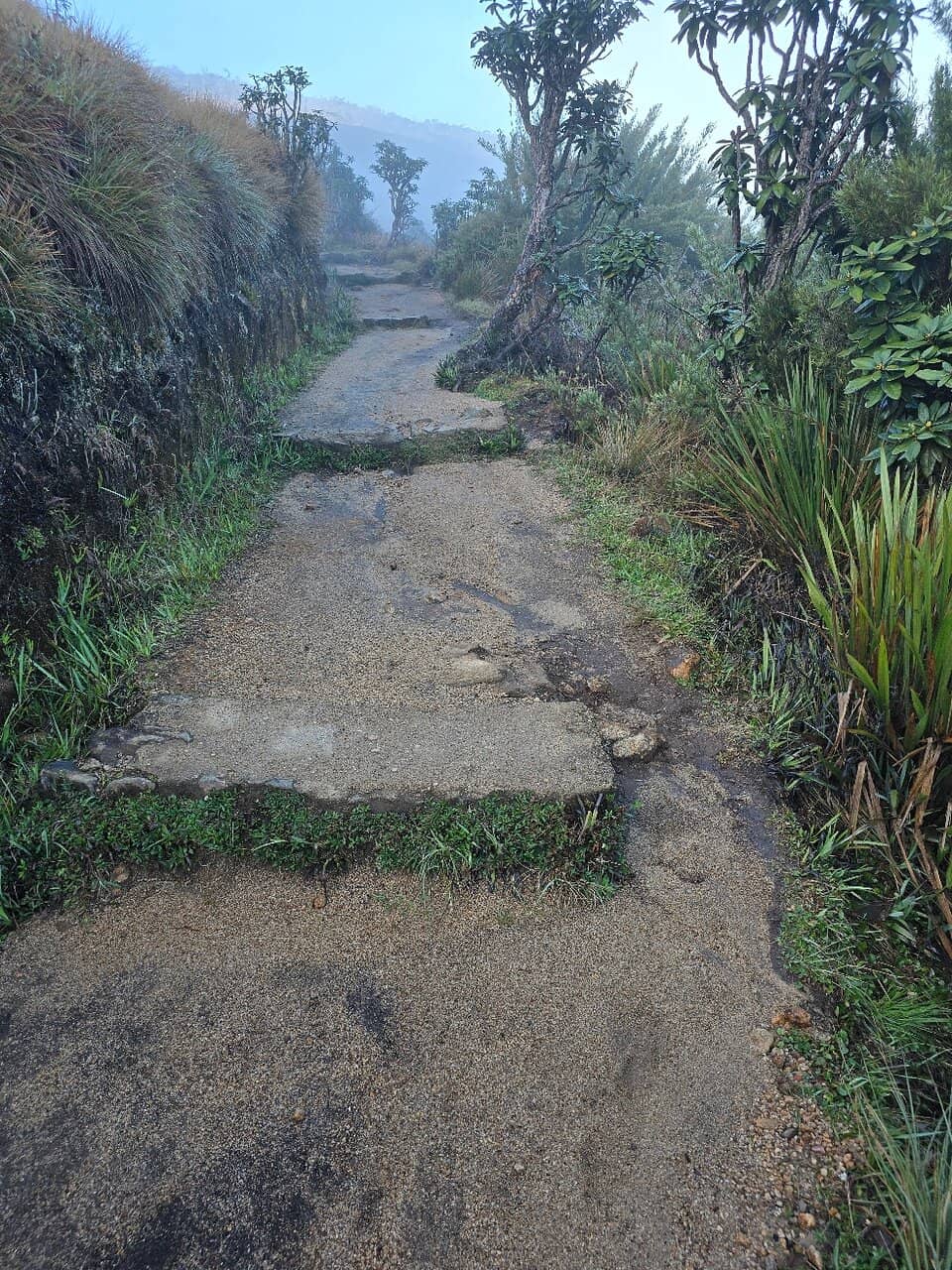 The Serene Trail