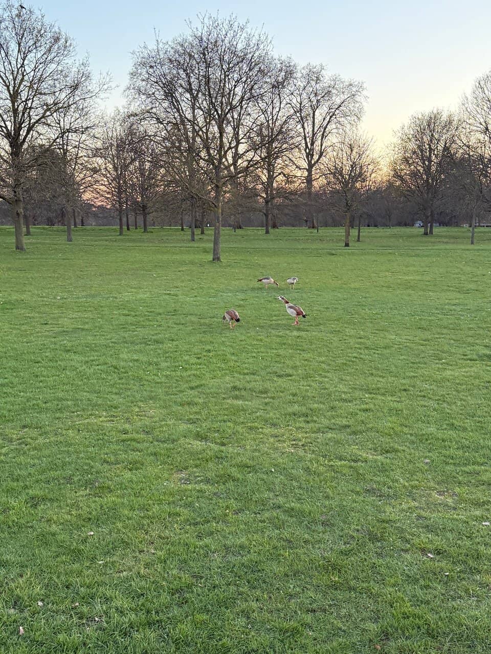 Hyde Park Stables