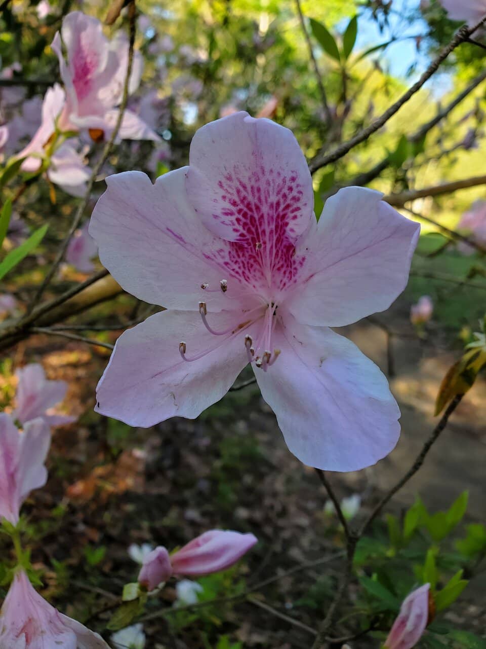 Secret Garden Nooks