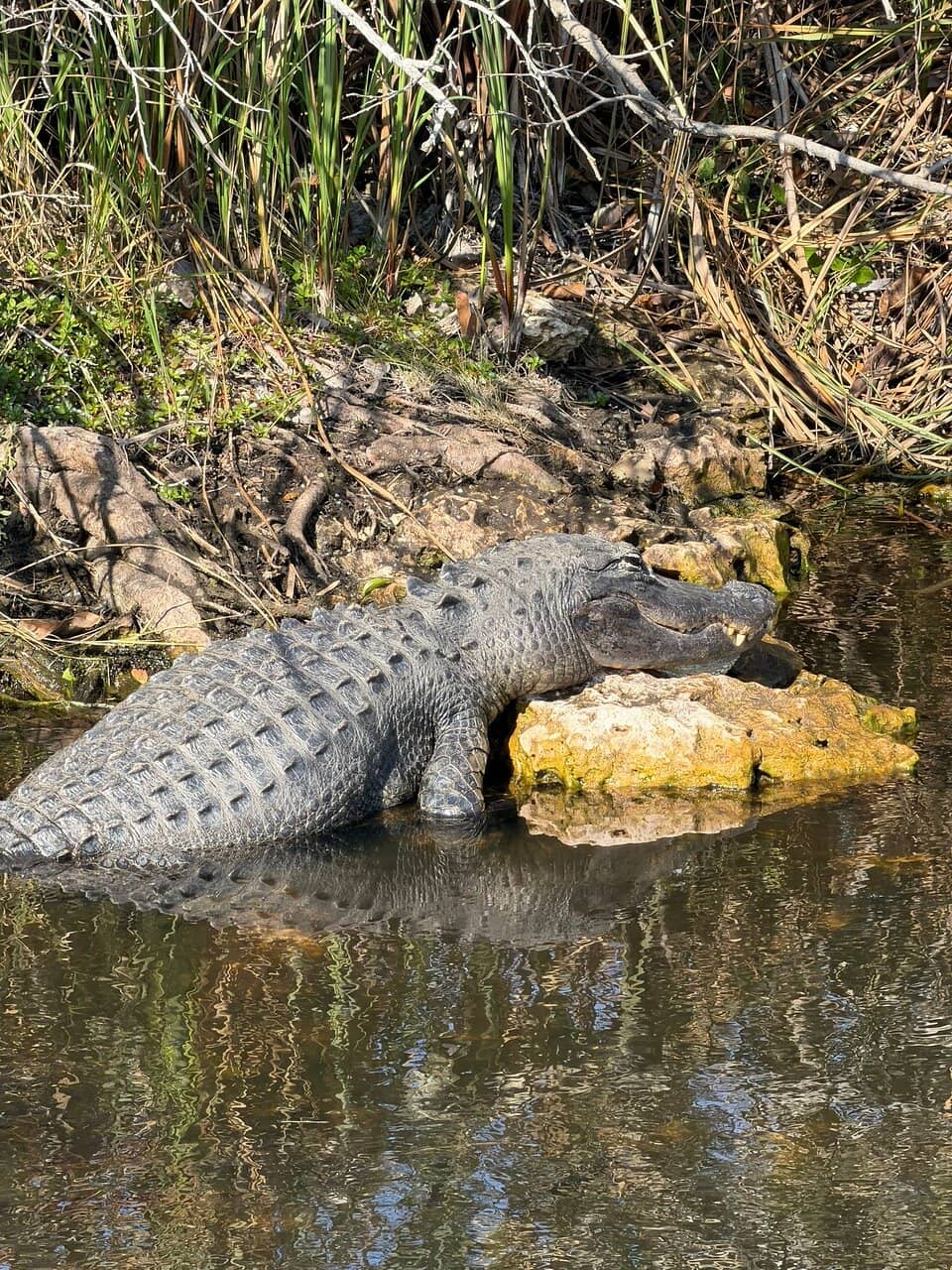 Tram Road Wildlife Spotting