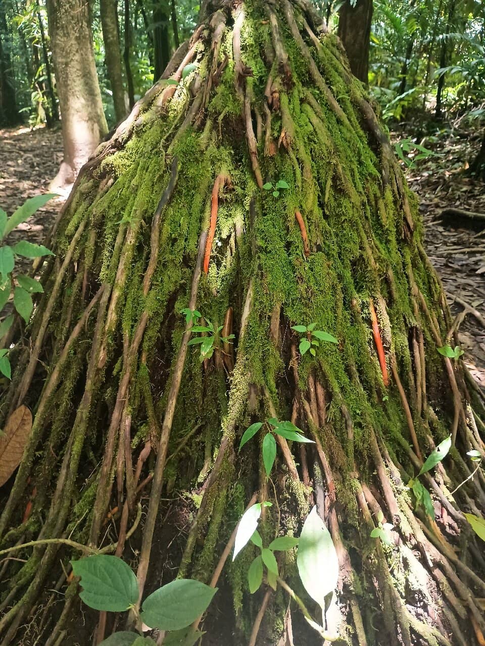 Rainforest Hiking Trails