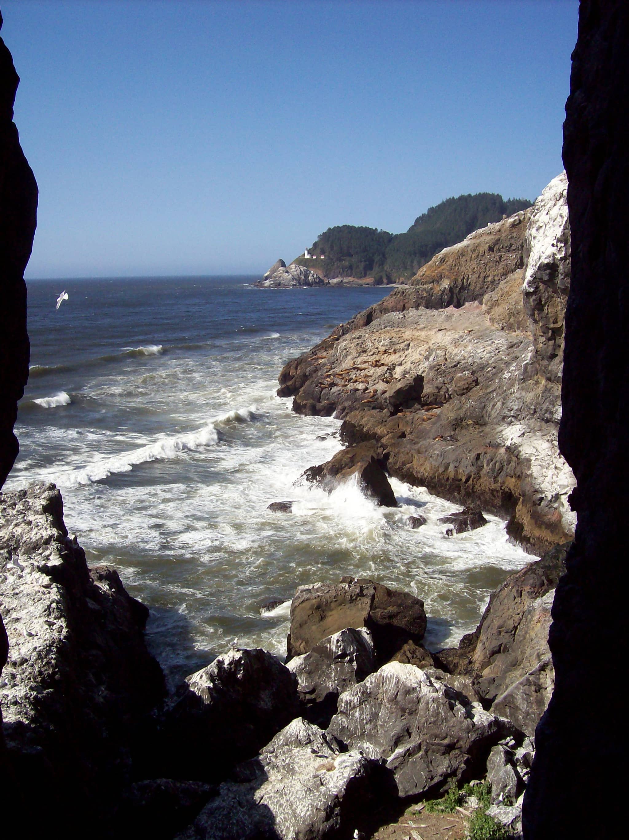 Stellar Sea Lion Colony