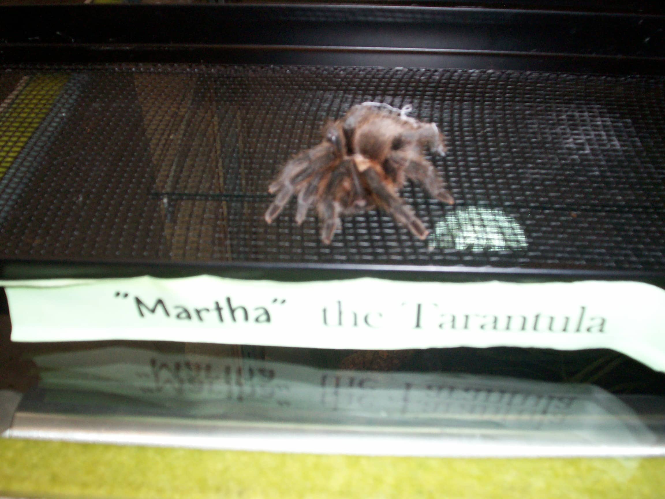 Birdwatching Opportunities