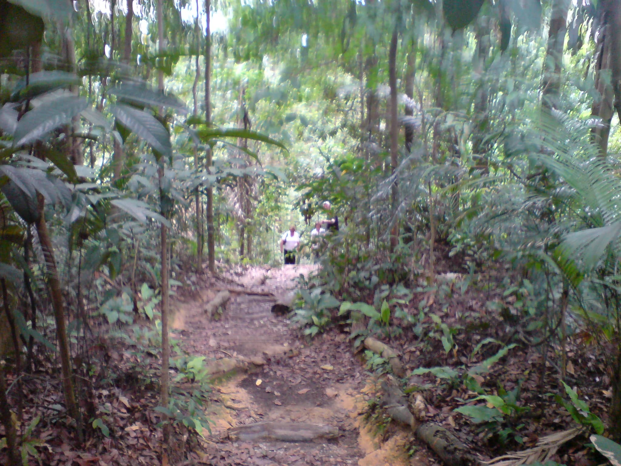 Summit of Bukit Timah Hill