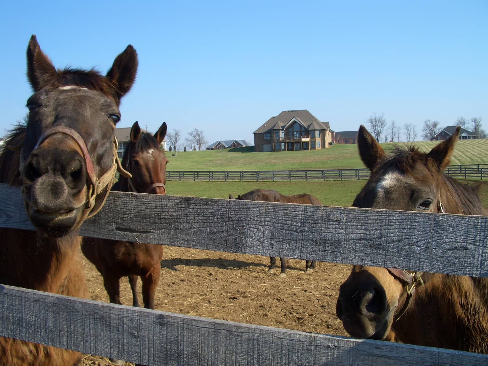 Carrot Feeding Fun
