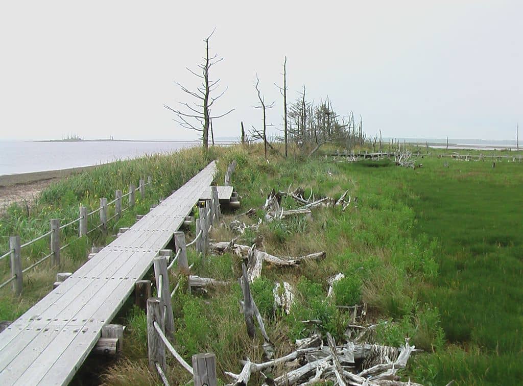 Ezo Deer Sightings